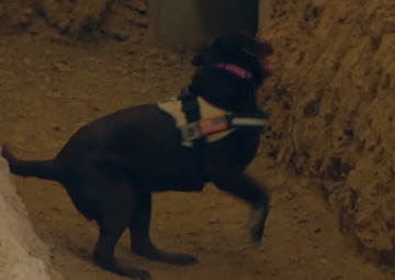 The Nose Knows (Short)