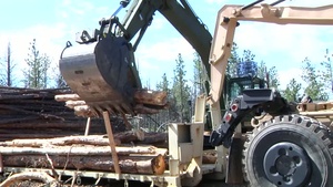 Timber Haul at 2014 Golden Coyote