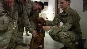 Chaplain and Man's Best Friend Team Up to Battle Stress