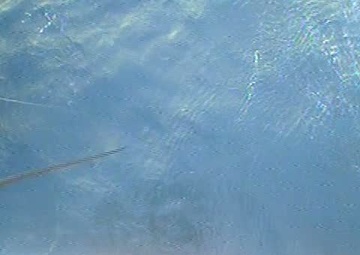 Coast Guard rescues solo Great Pacific Race rower off Morro Bay