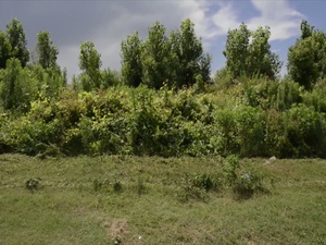 The ANT Strikes Back