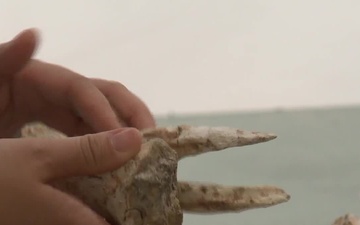 Dinosaur Bones Returned to Mongolia: B-roll of Bones