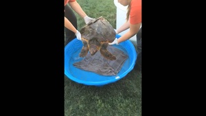Coast Guard rescues injured sea turtle