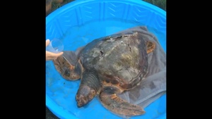 Coast Guard rescues injured sea turtle