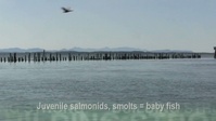 Double-crested cormorants forage on East Sand Island