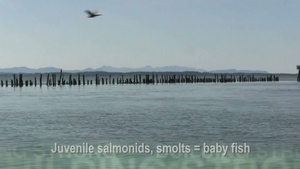 Double-crested cormorants forage on East Sand Island