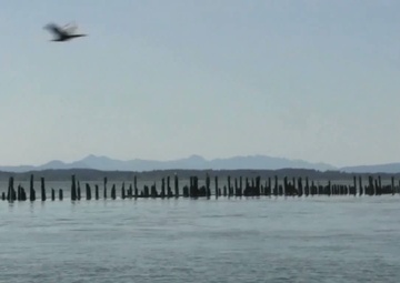 Double-crested cormorants forage on East Sand Island