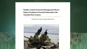 Double-crested cormorants on East Sand Island - draft EIS