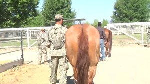 994th Medical Detachment Treats Rescued Horses at Redwings Horse Sanctuary