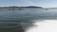 Double-crested cormorants on East Sand Island - management required