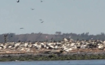 Double-crested cormorants on East Sand Island - finding balance