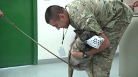 Furry Soldiers go to the Vet