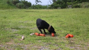 Military working dogs B-roll