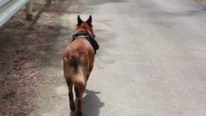 Military working dogs B-roll