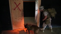 Military working dogs train for proficiency in the CTA