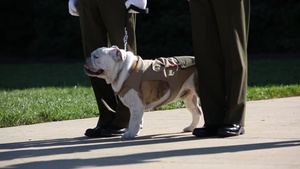 Marine Corps Mascot, Chesty XIV, Promotion to Corporal BROLL