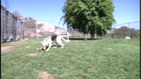 At A Glance: Animal Shelter