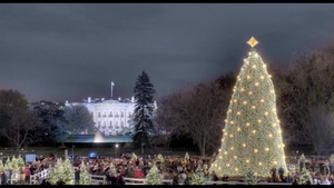 Christmas Tree Lighting