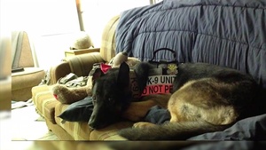 MWD Jumpy