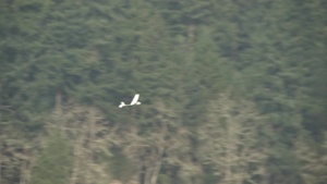 JBLM conducts Raven (UAV) Training