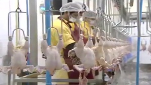 Poultry Embargo