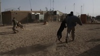 Dodge Dog: Military Working Dogs in Action