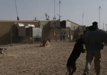 Dodge Dog: Military Working Dogs in Action