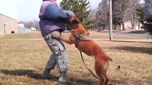 87th Security Forces Canine's train at JT2DC