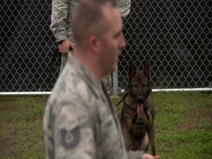 Military Working Dogs