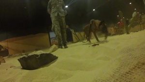 87th Security Forces Canine's Train at JT2DC