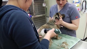 Osan Veterinary Technician