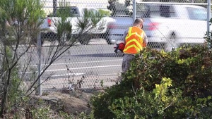 MCAS Miramar Beautifies Base