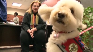 Air Force Report: Therapy Dogs