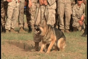 US Marines Show Off 4-Legged Counterparts in Morocco