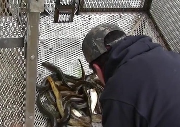 Springville Dam Ecosystem Resoration Project - Sea Lamprey