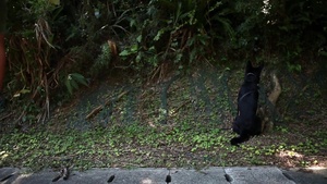 See Why Marines and K9 Make the Best Team