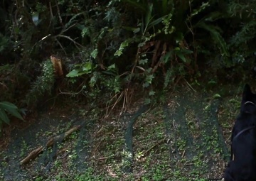 See Why Marines and K9 Make the Best Team