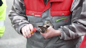 Protected Birds of Prey on Chièvres Air Base