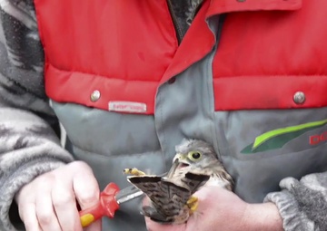 Protected Birds of Prey on Chièvres Air Base