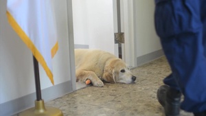 Coast Guard Station New York’s Unit Dog Mascot, Harry