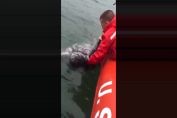 Coast Guard Station Montauk Rescues Turtle Caught in Line near Montauk, New York