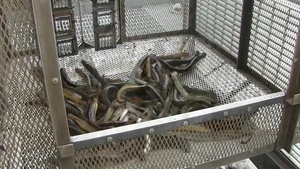 Harpersfield Dam: Sea Lamprey Barrier Project