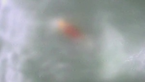 Coast Guard Aircrews Deploy Rescue Swimmer for 2 Incidents in GT300 Catamaran Race