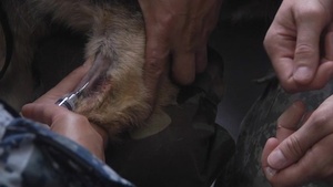 Vet Clinic