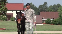 A Mule named Blackjack (with titles)