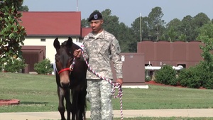 A Mule named Blackjack (without titles)