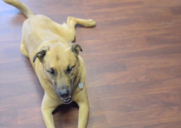 Coast Guard Station King’s Point: Diesel