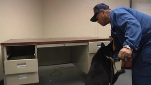 AFN Pacific Update: MCAS Iwakuni Bilateral K9 Training