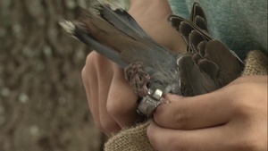 BASH White Winged Dove Conflict