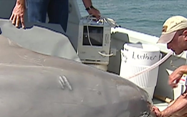 Army Veterinary Corps Motivational Video